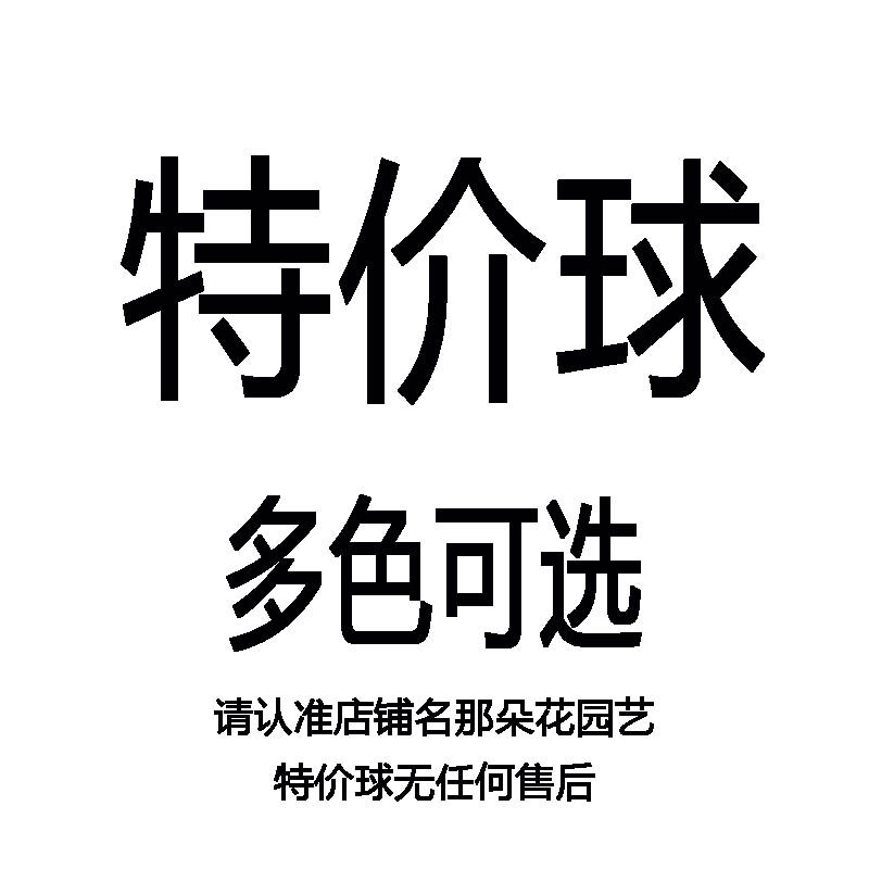 清仓特价朱顶红进口