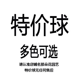 朱顶红等 链接1 进口球尾货 多品种 无售后 万一错版 清仓特价