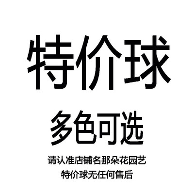 清仓特价朱顶红进口