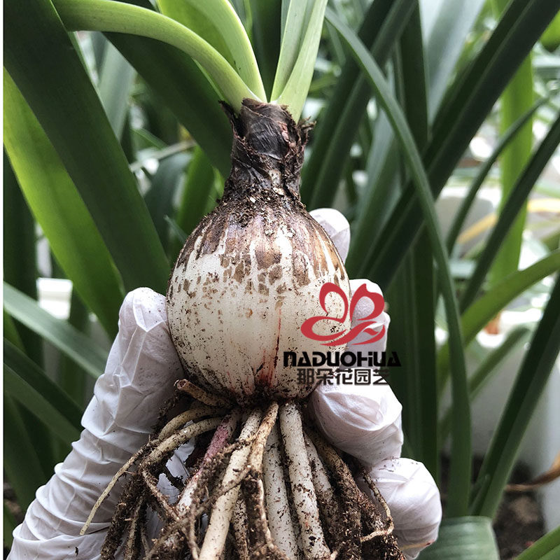 那朵花园艺 荷兰/南非进口朱顶红种球【现货小苗包对版】在类目 鲜花速递/花卉仿真/绿植园艺, 花卉/蔬果/草坪种子（新）, 种球中 - 来自Buy2taobao.com提供专业的淘宝代购服务