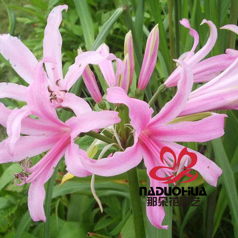 [goods in stock]South Africa Imported Rare Bulbous Botany Amah Elf zwanenburgin the Flower delivery/Flowers simulation/Plants gardening , Flowers/Fruits and vegetables/Lawn seed (New) , Bulbs  category - from Buy2taobao.com to provide professional Taobao agent buy service