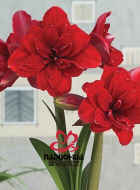 【双龙~现货】荷兰进口洋朱顶红种球  Double Dragon