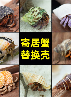 寄居蟹替换壳大号小号房子