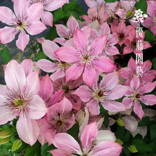优藤铁线莲矮生大道铁庭院阳台地被啤酒莎拉故里黛玉盆栽对版苗