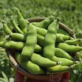 云南新鲜蚕豆鲜嫩带壳当季 胡豆农家罗汉豆现摘兰花蔬菜批发