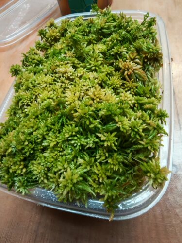 野生鲜活水苔，来自高海拔山区生命力超强