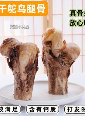 来自小火星中大型犬磨牙鸵鸟腿骨