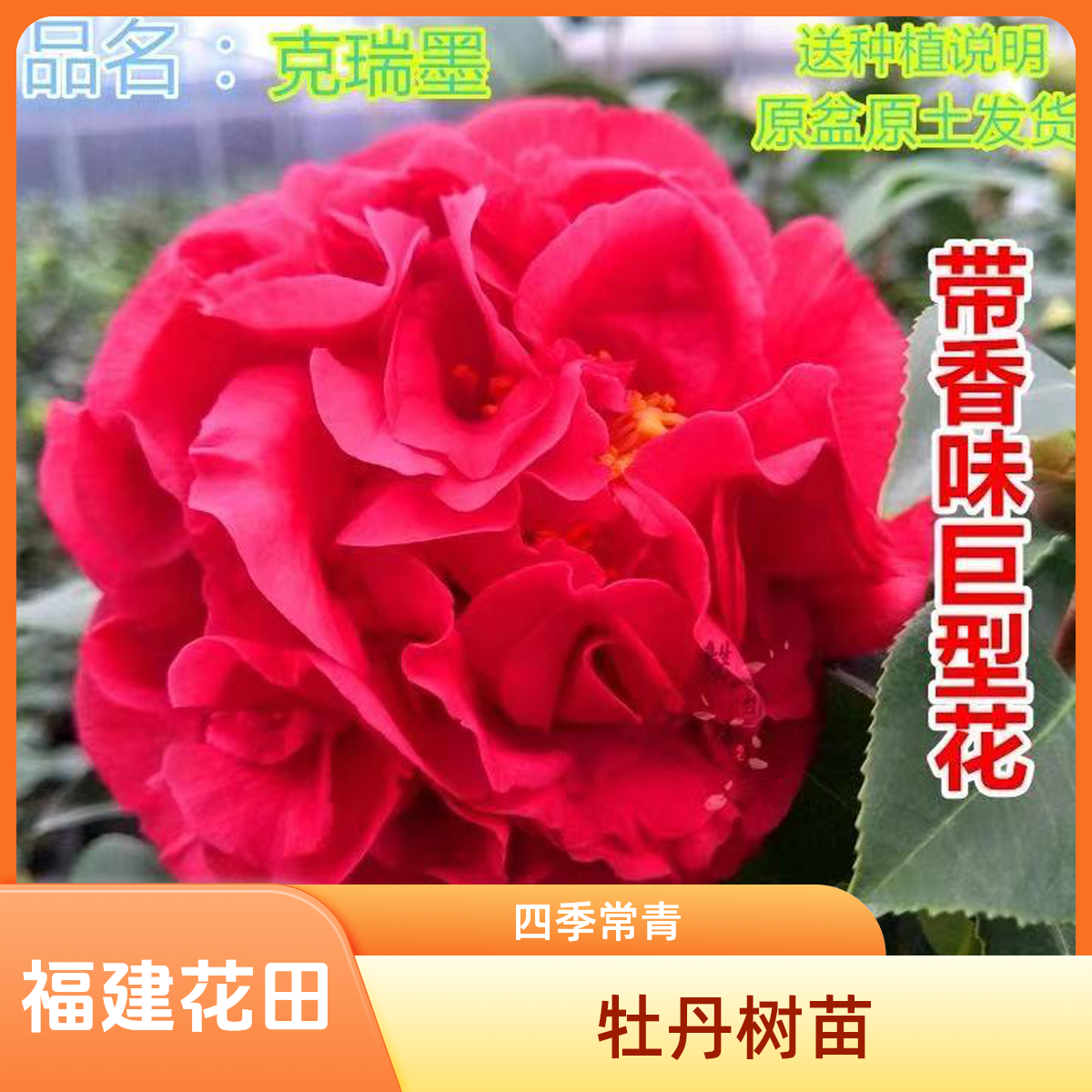 克瑞墨大牡丹茶花盆栽带花苞美国浓香巨型绿植木本的花卉植物庭院