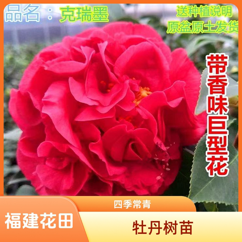 克瑞墨大牡丹茶花盆栽庭院