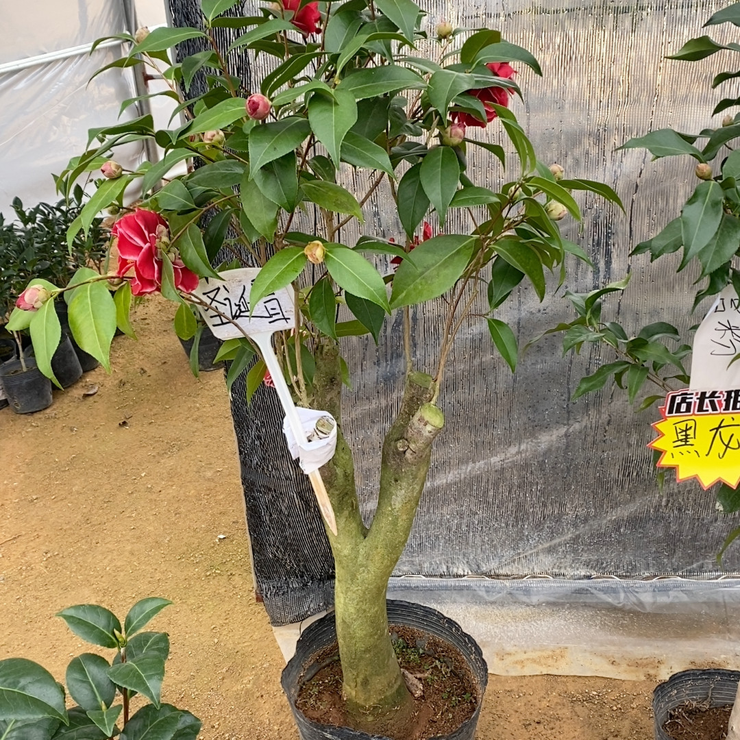 圣诞帽茶花9-10公分,鲜花速递/花卉仿真/绿植园艺,时令草本花卉,淘宝优惠券,粉丝福利购,淘宝优惠卷