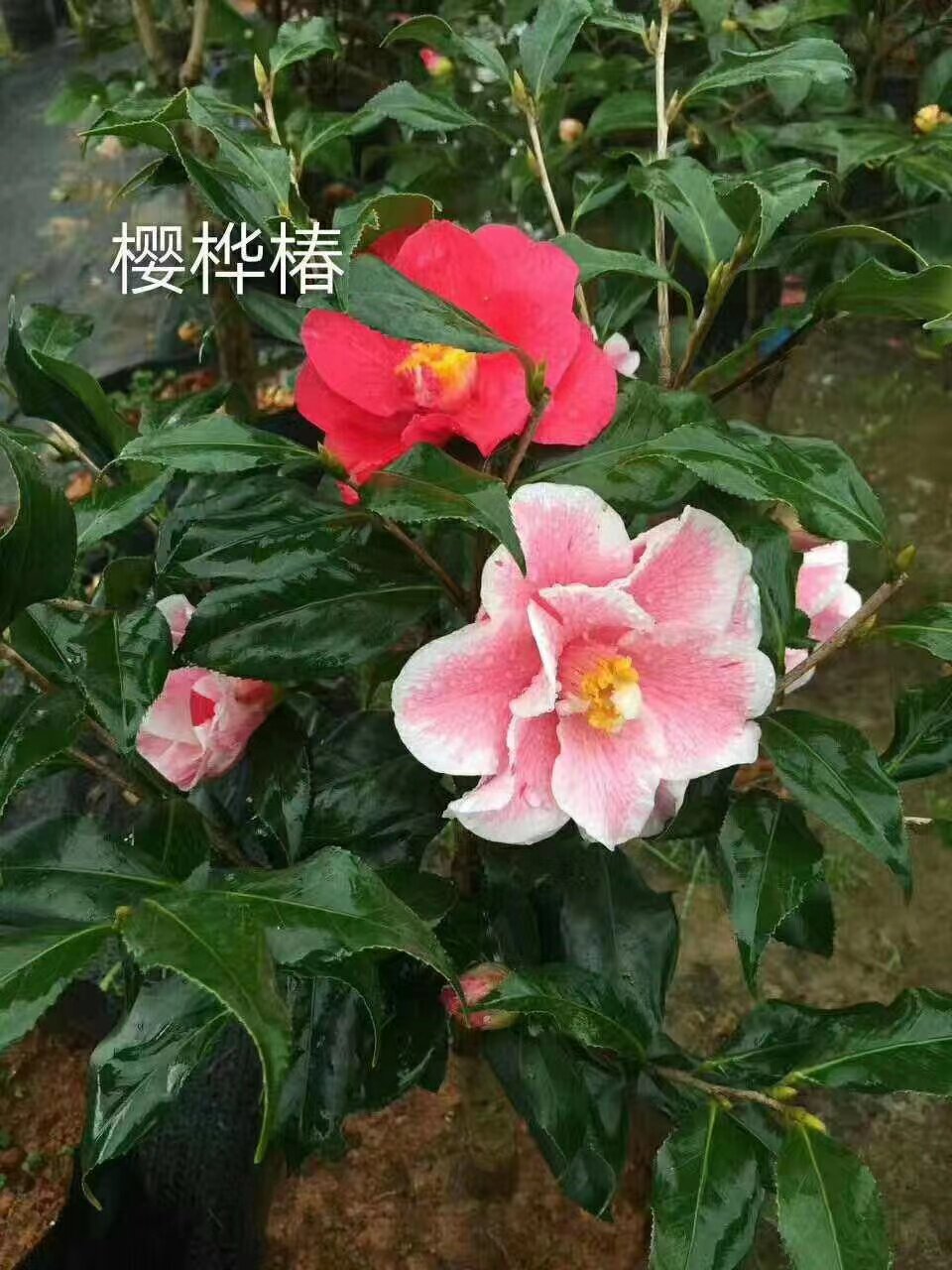 品种茶花吉普赛女郎火瀑布原生苗新世纪黄色茶花金碧辉煌黑色茶花