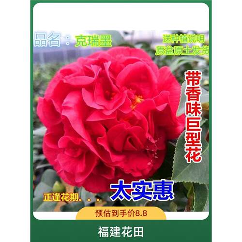 大牡丹茶花阳台耐寒浓香型带香味