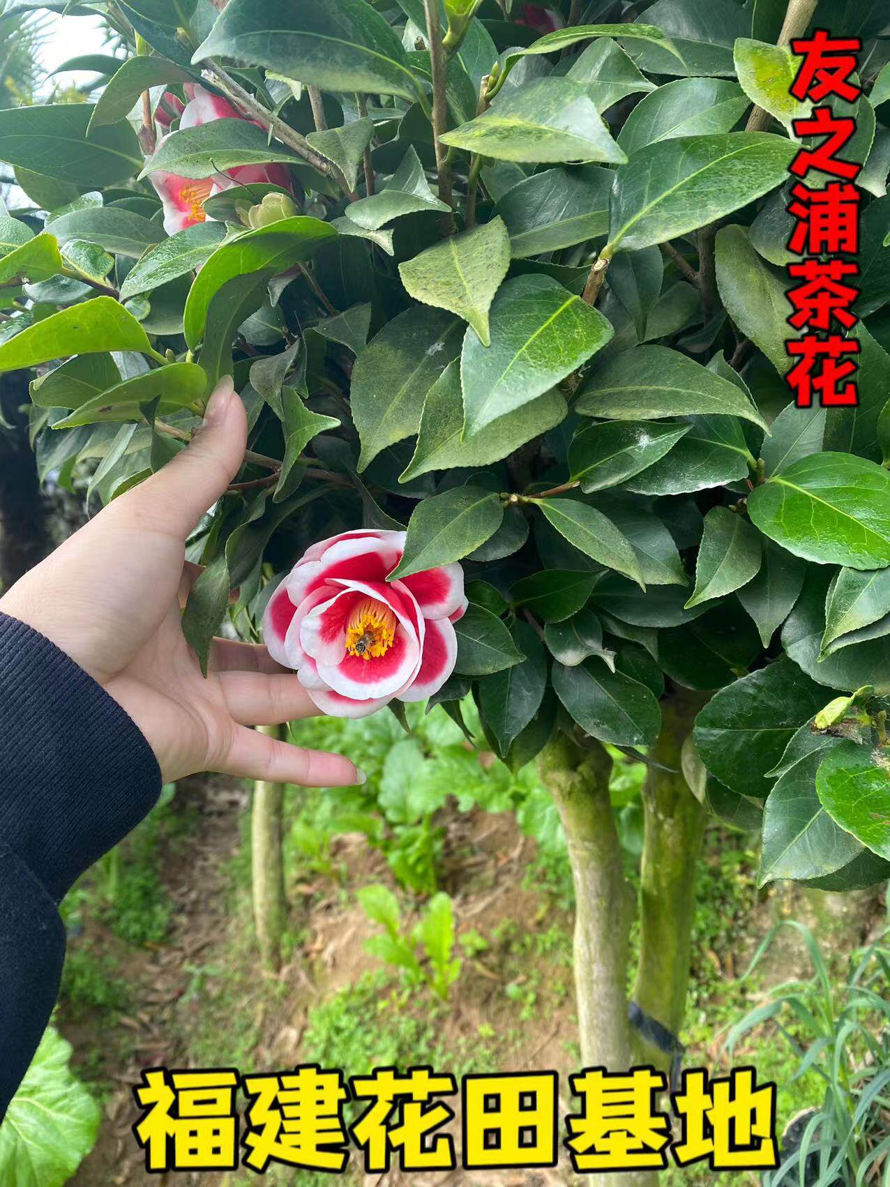 七仙女茶花大五宝茶花吉普赛女郎茶花克瑞墨大牡丹浓香型黑骑士茶