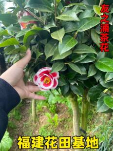 七仙女茶花大五宝茶花吉普赛女郎茶花克瑞墨大牡丹浓香型黑骑士茶