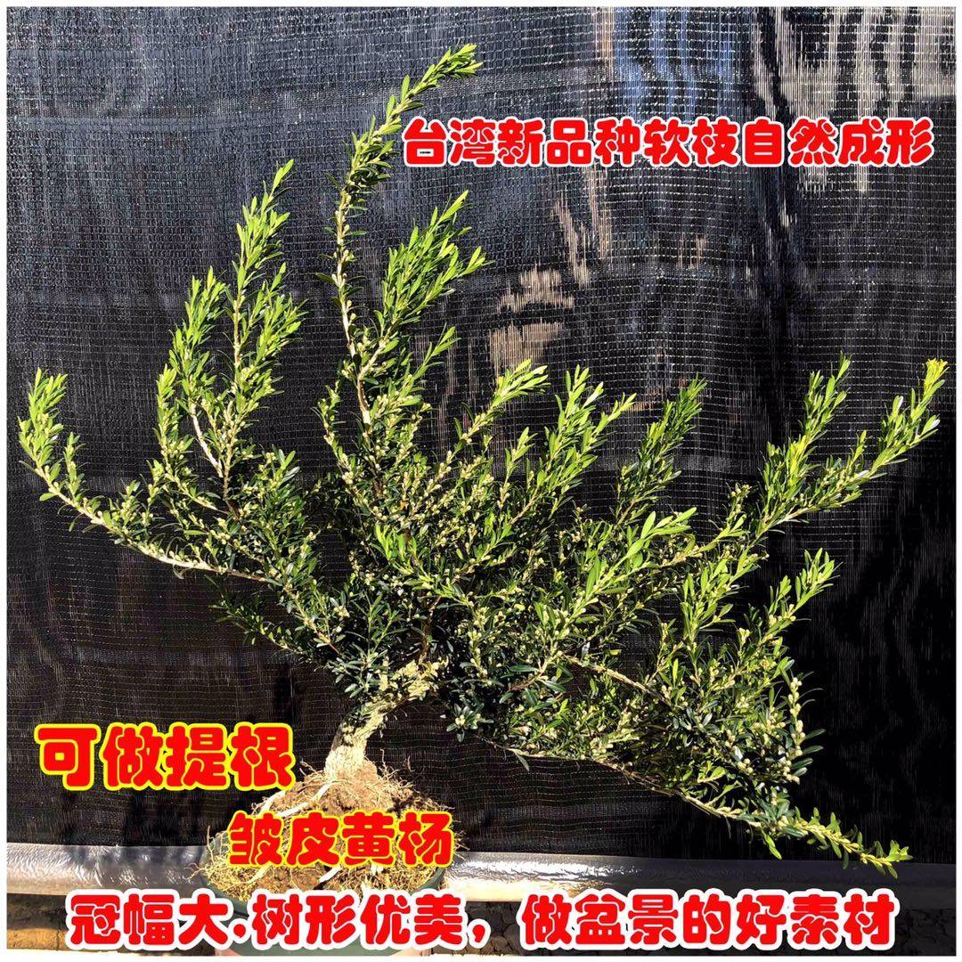 盆景阳台客厅增值黄杨木