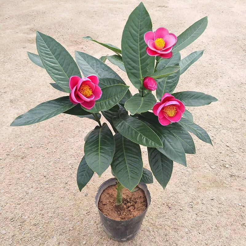 四季抱茎茶海棠山茶花盆栽室内花卉客厅庭院绿植名贵植物四季开花