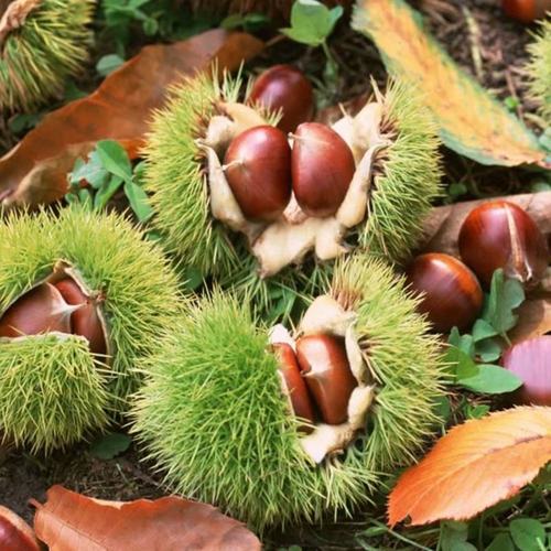 生鲜板栗河北邢台特产新鲜板栗农家现摘散装栗子甜糯板栗2斤5