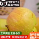 正宗山西特产隰县玉露香梨小西天梨新鲜水果脆甜多汁孕妇礼盒 包邮