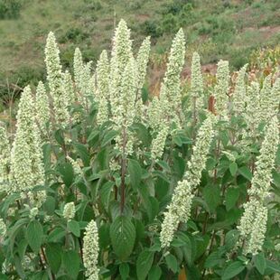 野坝子野坝蒿野香苏扫把茶特色中草药凉茶清热泡水煮鸡养生茶香料