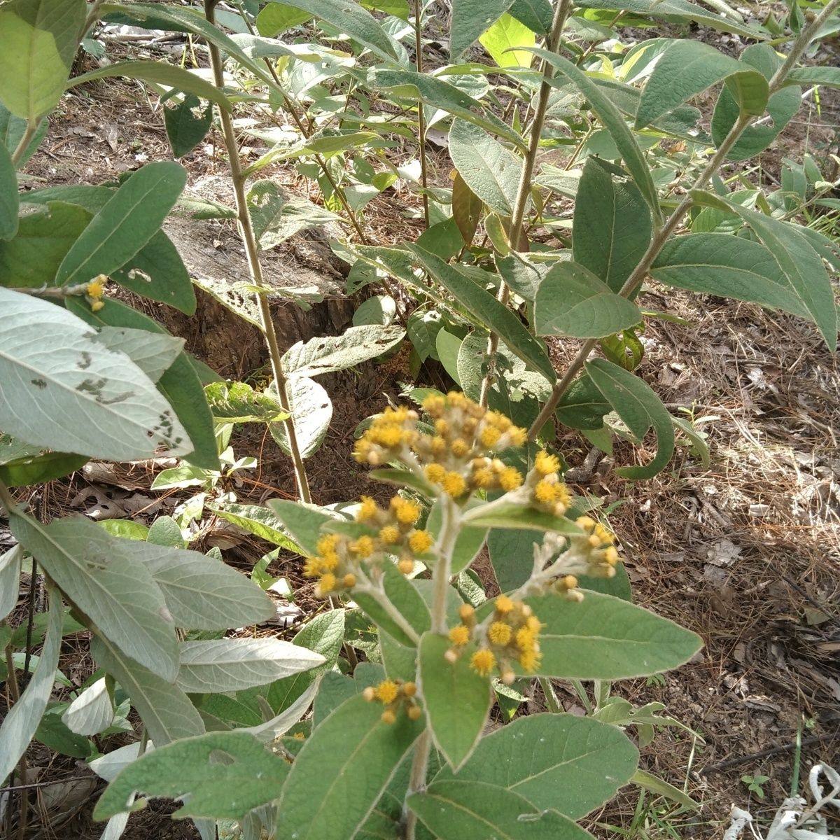 马甘蔗辛苦草羊耳菊根兔子耳朵乌根过饥草白面风根山白芷白毛将军