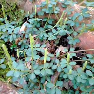 云南野生现采中药胡椒蔓草葫椒石蝉豆瓣包邮挖耳草食用豆瓣草