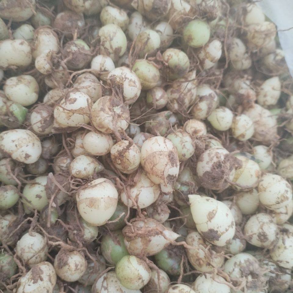云南山货小种小白芨五老山小白鸡新鲜现挖现发纯野生白及药用食用