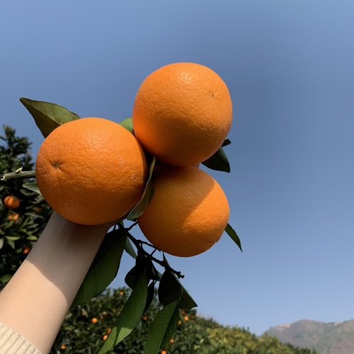 巫山小果巫山纽荷尔脐橙