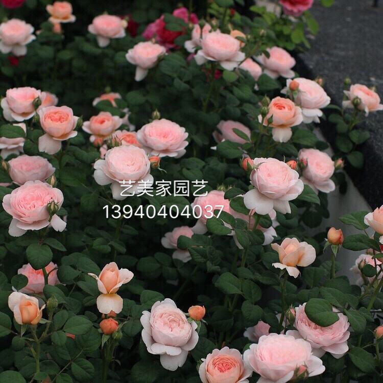 大苗花卉盆栽玫瑰爬藤蔷薇
