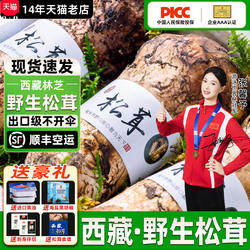 西藏新鲜松茸野生林芝松茸菌菇未开伞礼盒装松菌非香格里拉鲜松茸