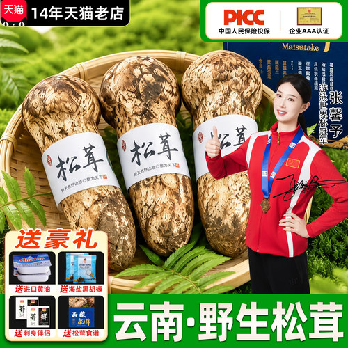 香格里拉新鲜松茸6~8CM鲜松茸