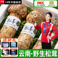 香格里拉新鲜野生松茸出口级未开伞野生松茸菌云南松茸菌菇旗舰店