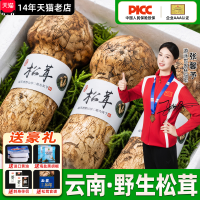 香格里拉新鲜野生松茸出口级未开伞野生松茸菌云南松茸菌菇旗舰店