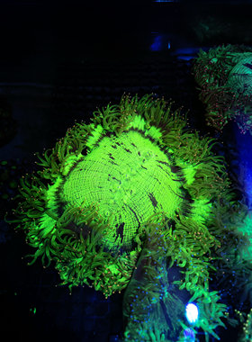尼罗河珊瑚海水生物好养海缸造景新手LPS软体活物硬骨珊瑚