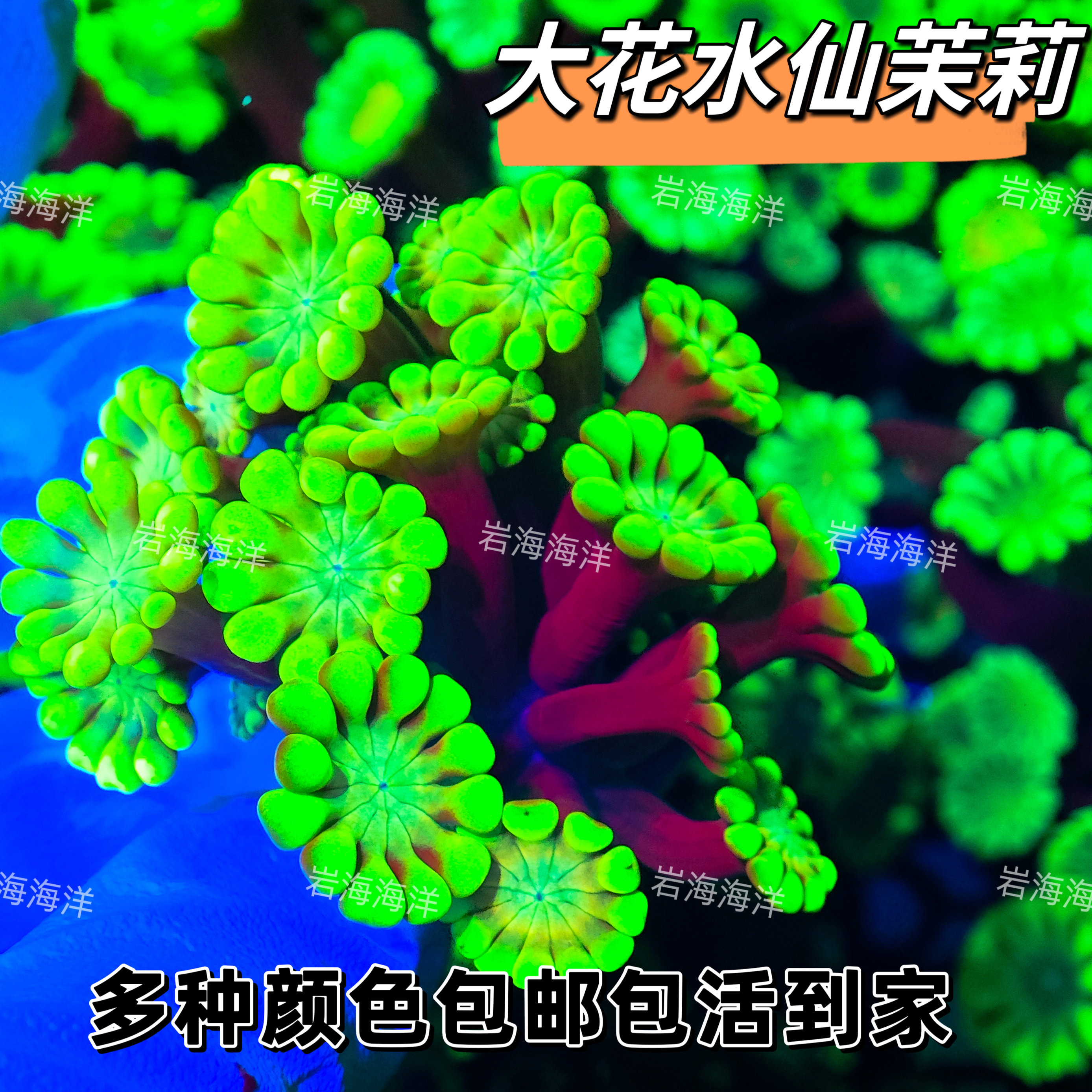茉莉珊瑚海缸人工水仙茉莉珊瑚L其它水族宠物