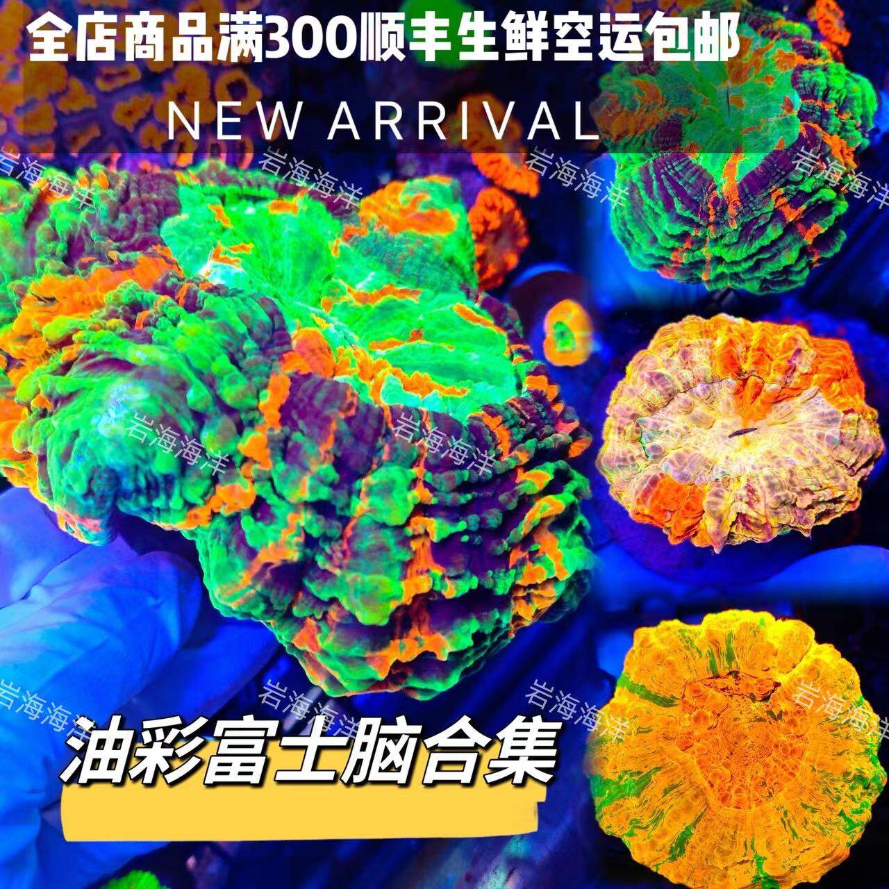 油彩富士脑珊瑚活体 精品印尼富士脑珊瑚活体海水鱼缸lps软体珊瑚