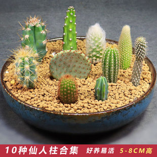 无根仙人柱侧芽新手套餐包邮好养活开花仙人掌室内防辐射多肉植物