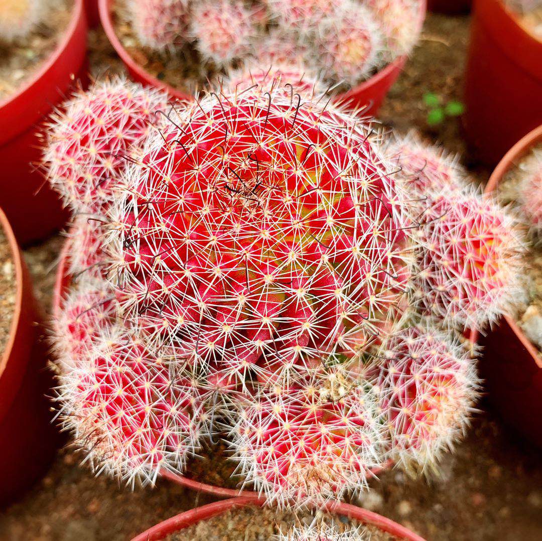 红娜丸仙人球红色稀有品种自根仙人掌类植物多肉花卉防辐射小盆栽