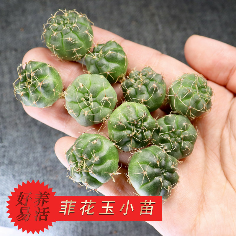 二十颗实生绯花玉小苗 菲花玉新手开...