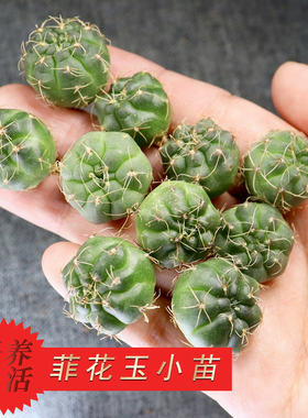 二十实生绯花玉小苗新手套餐多肉