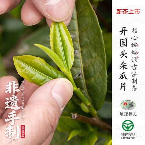 2026新茶上市蝙蝠洞开园头采瓜片