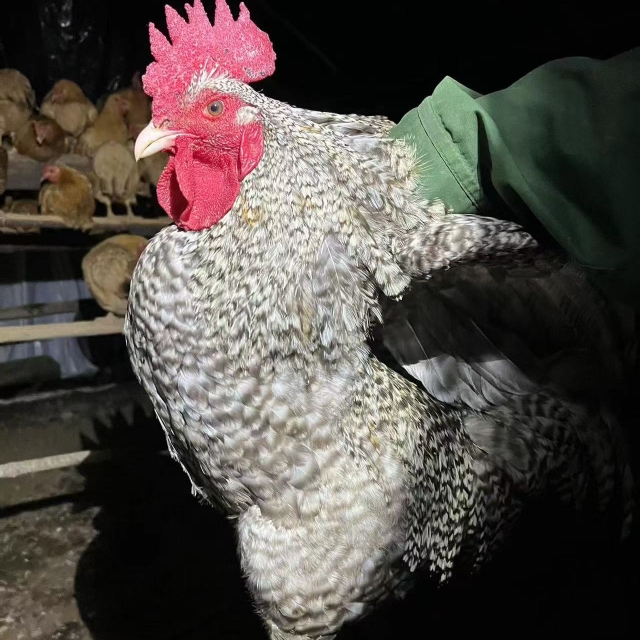 一年半芦花公鸡2年公鸡红烧肉质紧实 农家散养土公鸡纯粮食老公鸡