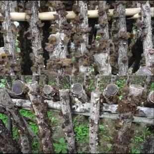 陕南特产农村日晒干木耳新货黑木耳陕南安康土特产石泉椴木黑500g