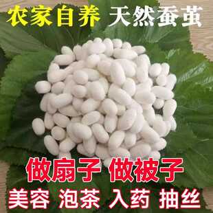 天然蚕茧完整可抽丝蚕茧壳手工做扇子中药入药泡茶药用洗脸diy