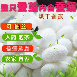 完整可抽丝干蚕茧蚕丝扇手工diy材料包团扇制作专用白色茧子抽丝
