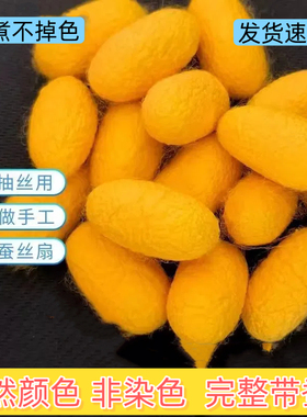 金黄色可抽丝蚕茧天然彩色干蚕茧彩色茧带蚕蛹手工DIY蚕丝扇材料
