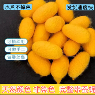 金黄色可抽丝蚕茧天然彩色干蚕茧彩色茧带蚕蛹手工DIY蚕丝扇材料
