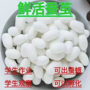 鲜活蚕茧蚕蛹新鲜蚕茧活蛹活体可变蚕蛾三年级科学课学生作业蚕宝