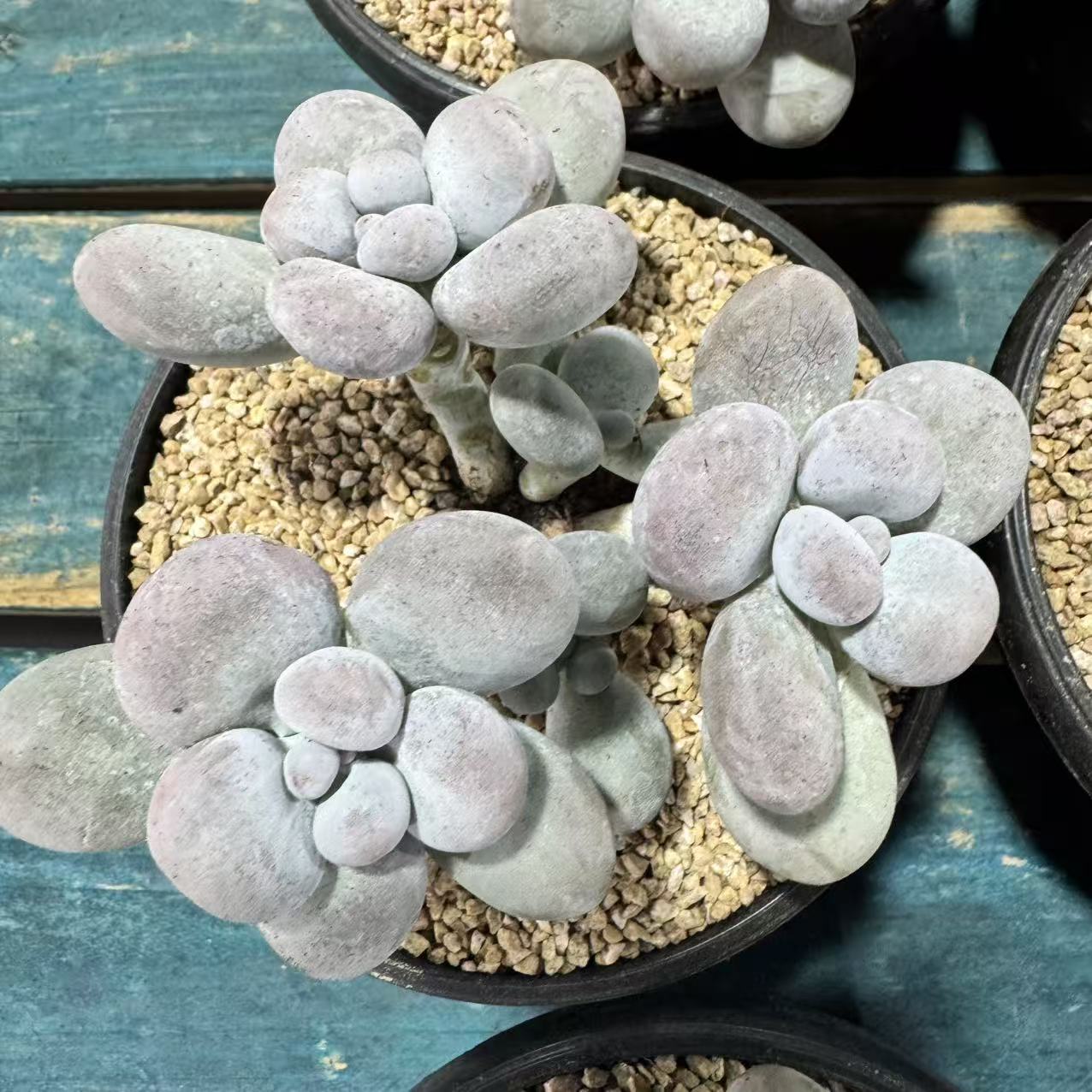 0118-水光针奶酪-从前慢花园东云系多肉植物