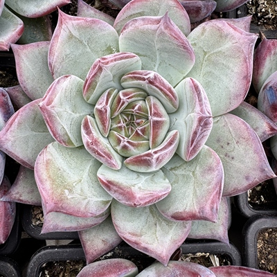 0104-红拉糖（暗纹款）-从前慢花园东云系多肉植物