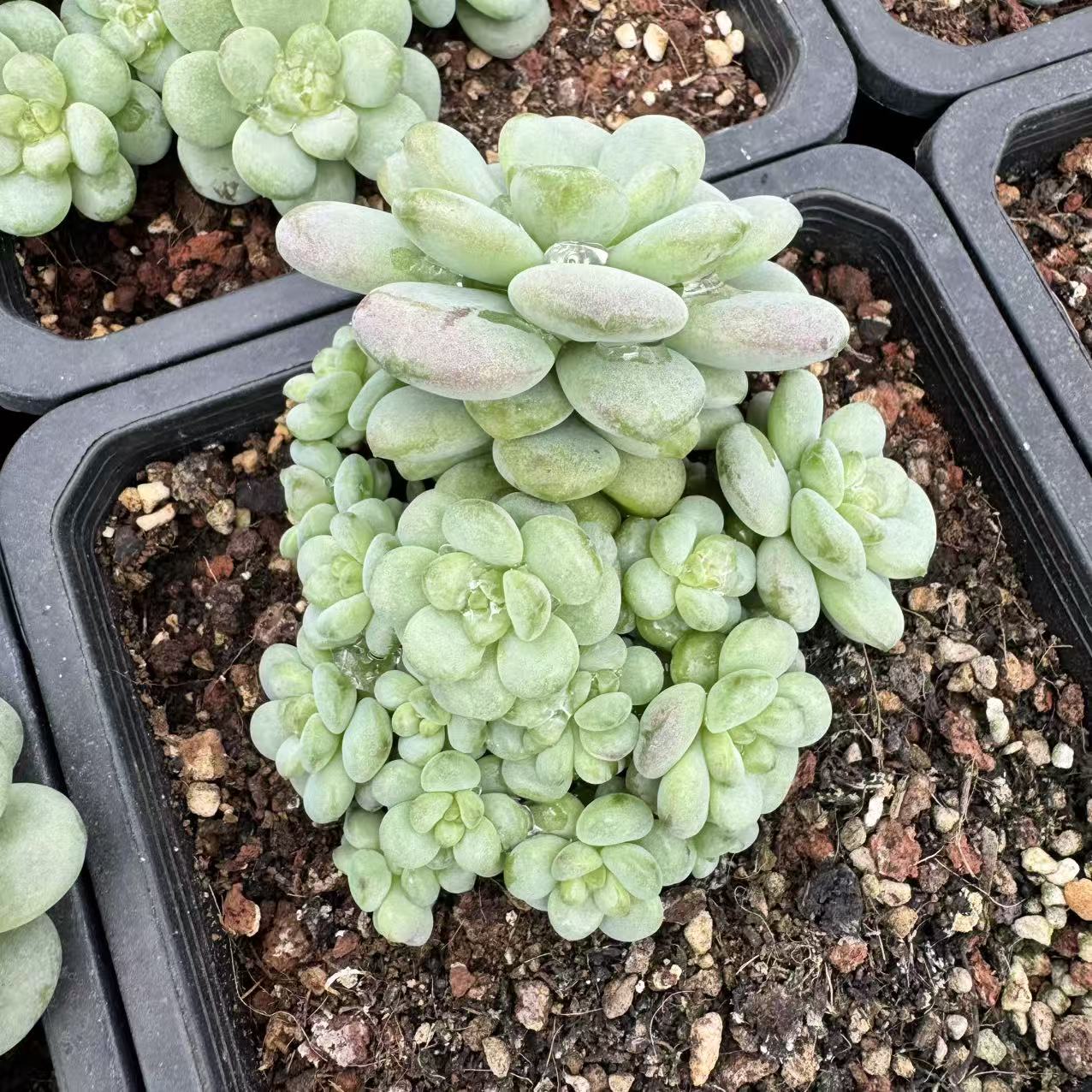 0144-阳光玫瑰-从前慢花园东云系多肉植物